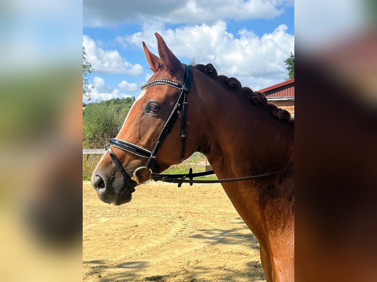 Westphalian Mare 8 years 16 hh Chestnut-Red in Tecklenburg