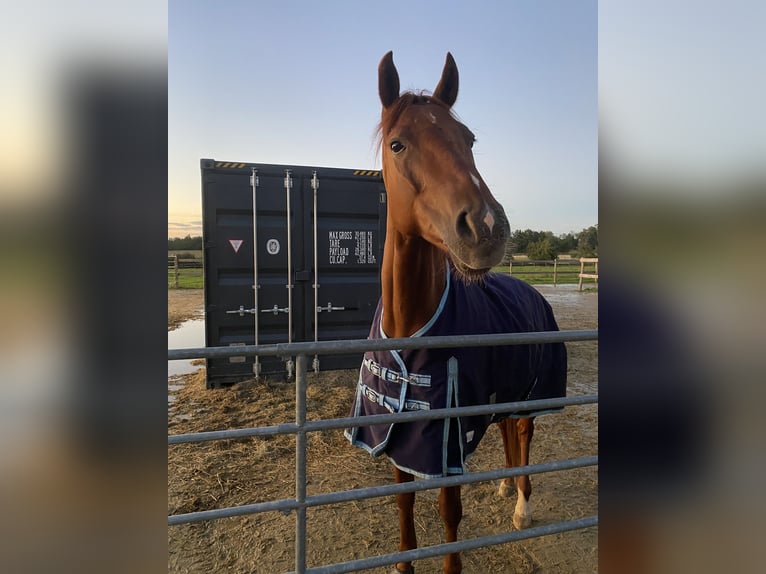 Westphalian Mare 8 years 16 hh Chestnut-Red in Starnberg