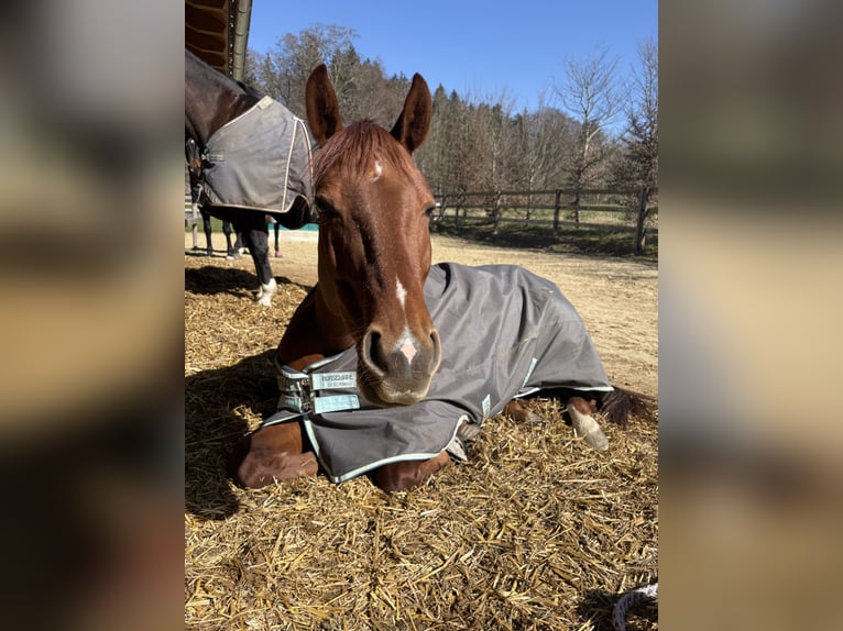 Westphalian Mare 8 years 16 hh Chestnut-Red in Starnberg