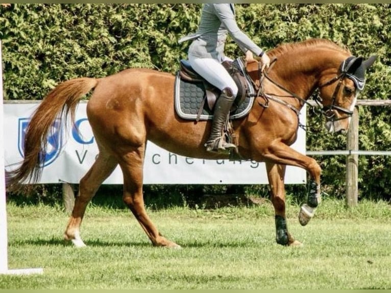 Westphalian Mare 8 years 16 hh Chestnut-Red in Versmold