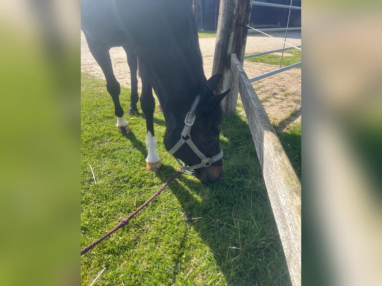 Westphalian Mare 8 years 16 hh Smoky-Black in Nottuln