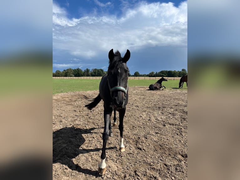 Westphalian Mare 8 years 16 hh Smoky-Black in Nottuln