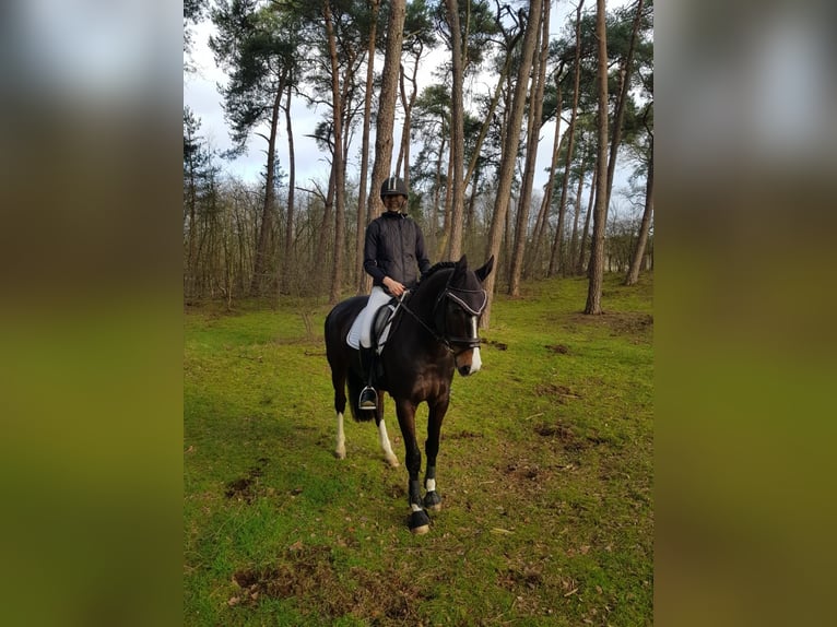 Westphalian Mare 8 years 16,1 hh Bay-Dark in Drensteinfurt