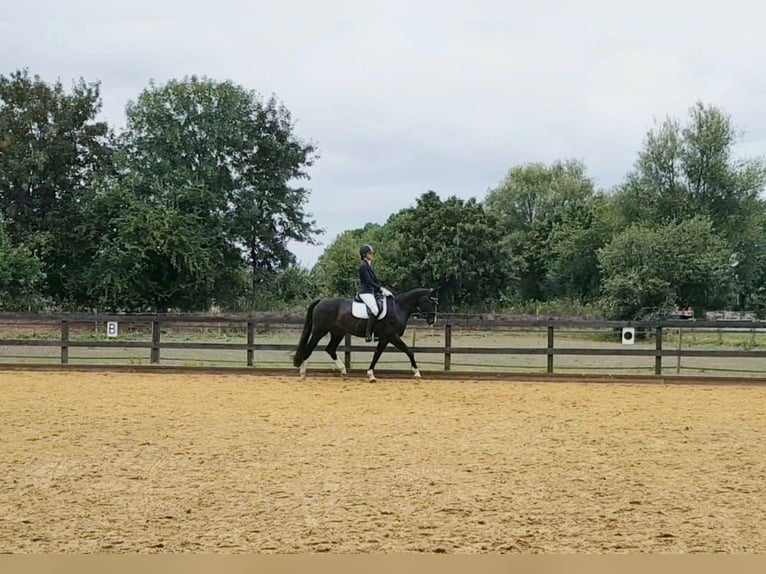 Westphalian Mare 8 years 16,1 hh Bay-Dark in Drensteinfurt