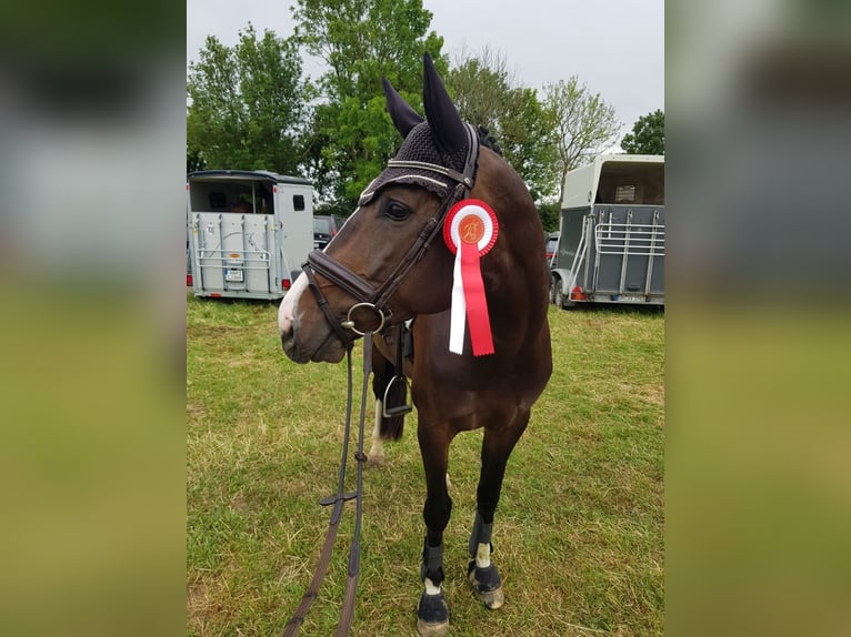 Westphalian Mare 8 years 16,1 hh Bay-Dark in Drensteinfurt