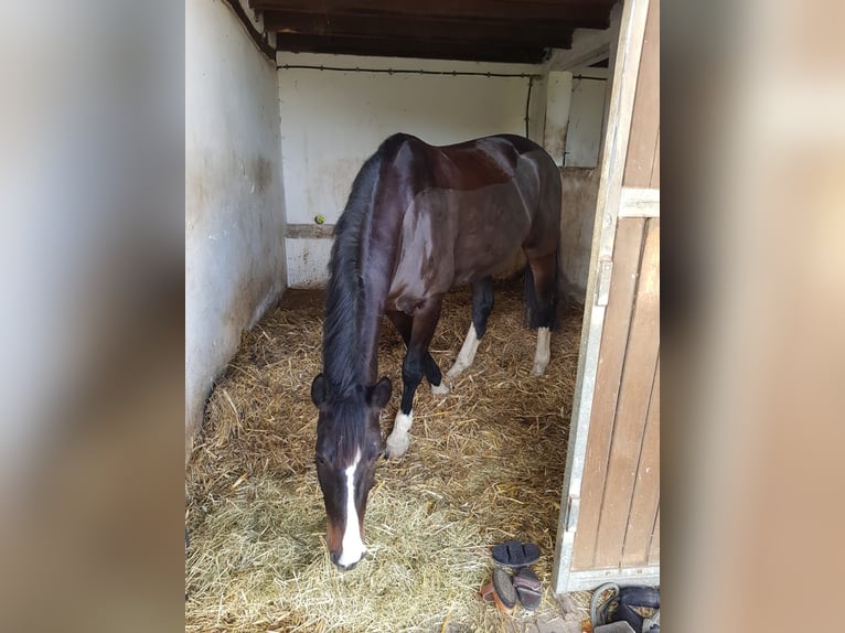 Westphalian Mare 8 years 16,1 hh Bay-Dark in Drensteinfurt