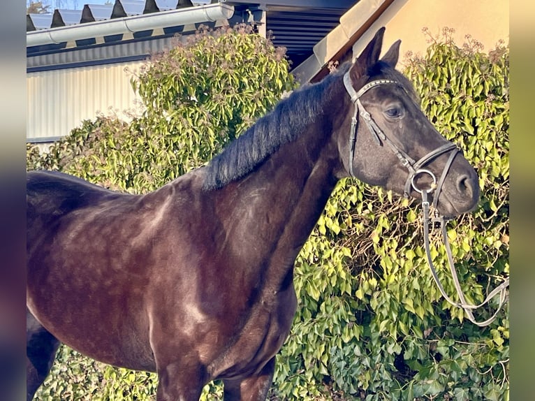 Westphalian Mare 8 years 16,1 hh Black in Sonnefeld