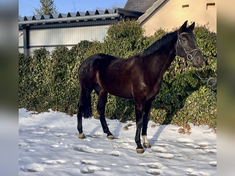 Westphalian Mare 8 years 16,1 hh Black in Sonnefeld