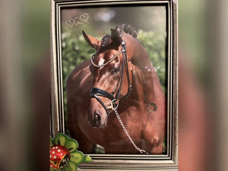 Westphalian Mare 8 years 16,1 hh Brown in Hamburg