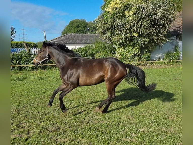 Westphalian Mare 8 years 16,1 hh Brown in Rheinberg