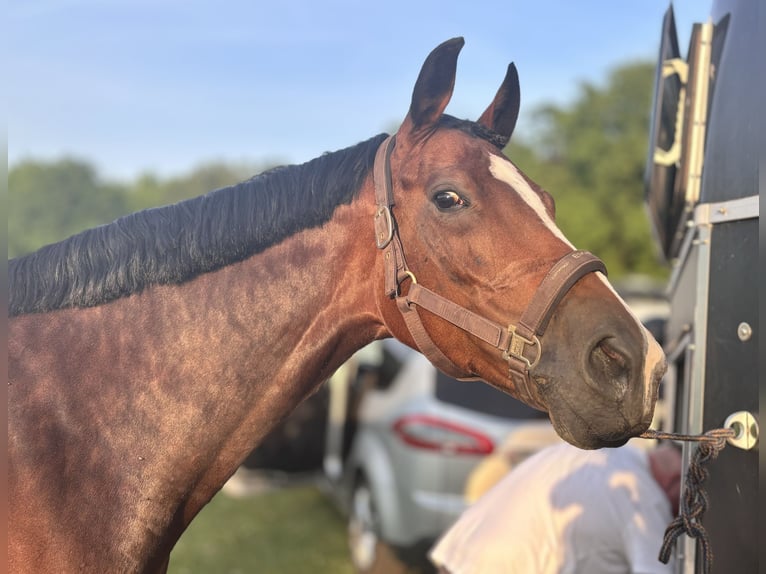 Westphalian Mare 8 years 16,1 hh Brown in Nienburg (Weser)