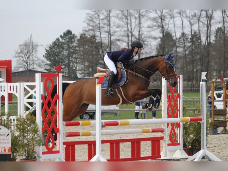 Westphalian Mare 8 years 16,1 hh Brown in Nienburg (Weser)