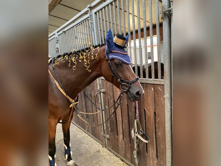 Westphalian Mare 8 years 16,1 hh Brown in Nienburg (Weser)