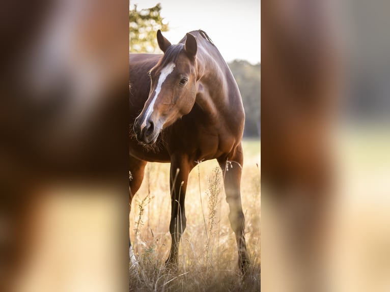 Westphalian Mare 8 years 16,1 hh Brown in Nienburg (Weser)