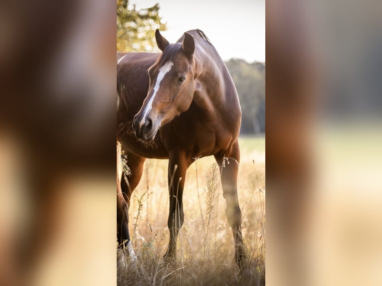 Westphalian Mare 8 years 16,1 hh Brown in Nienburg (Weser)
