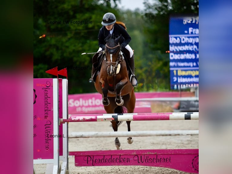 Westphalian Mare 8 years 16,1 hh Brown in Nienburg (Weser)Nienburg