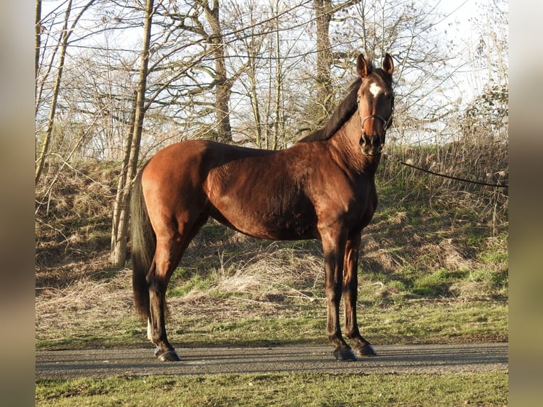 Westphalian Mare 8 years 16,1 hh Brown in Verl