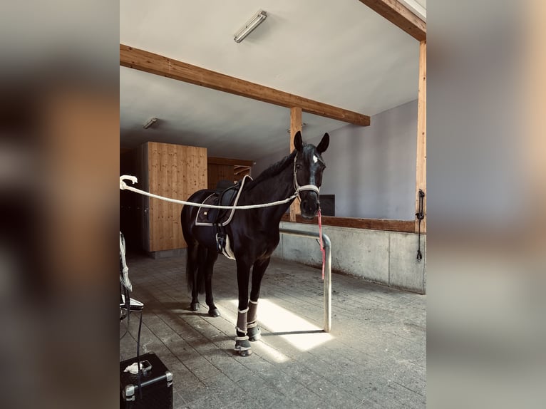 Westphalian Mare 8 years 16,1 hh Smoky-Black in Garching bei MünchenGarching Westphalian Mare 8 years 16,1 hh Smoky-Black in Garching bei MünchenGarching