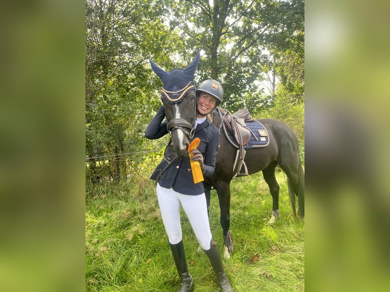 Westphalian Mare 8 years 16,1 hh Smoky-Black in Arnsberg