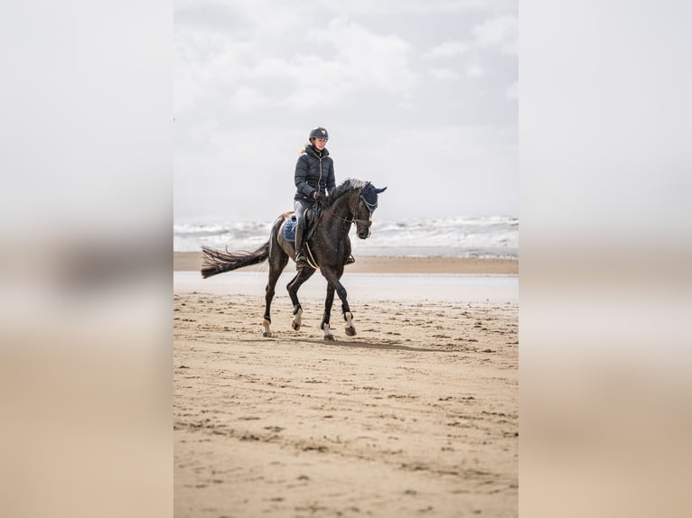 Westphalian Mare 8 years 16,1 hh Smoky-Black in Arnsberg