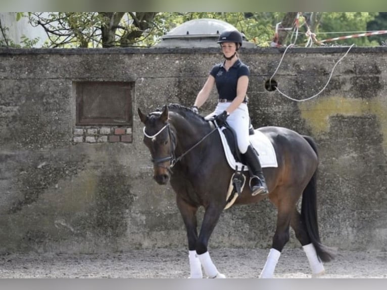 Westphalian Mare 8 years 16,2 hh Bay-Dark in Windhagen