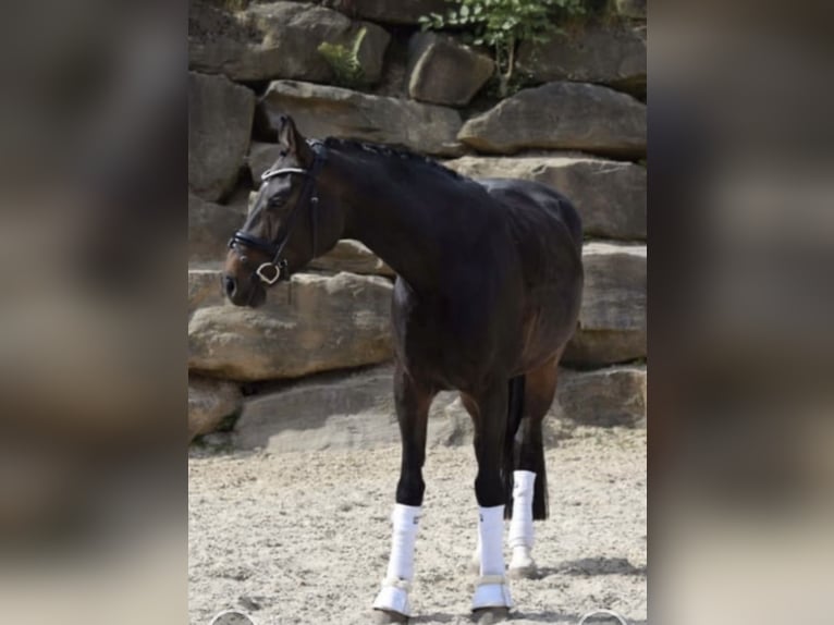 Westphalian Mare 8 years 16,2 hh Bay-Dark in Windhagen