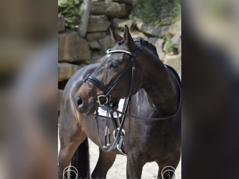 Westphalian Mare 8 years 16,2 hh Bay-Dark in Windhagen