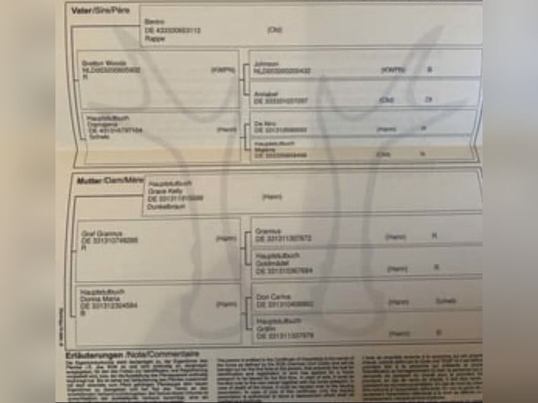 Westphalian Mare 8 years 16,2 hh Bay-Dark in Windhagen