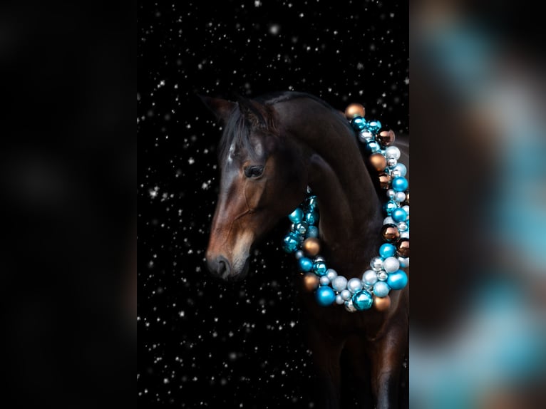 Westphalian Mare 8 years 16,2 hh Bay-Dark in Rieschweiler-Mühlbach