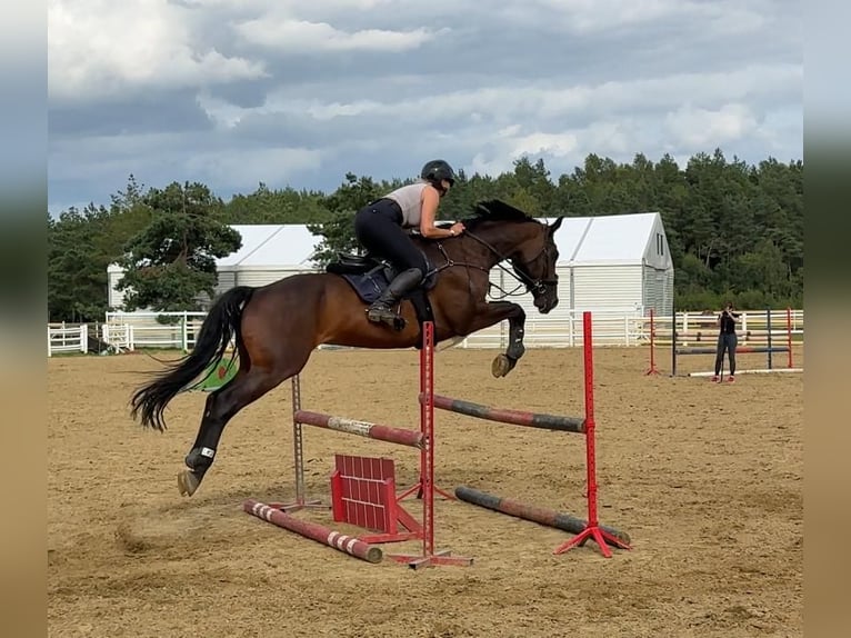 Westphalian Mare 8 years 16,2 hh Bay-Dark in Przetoczyno