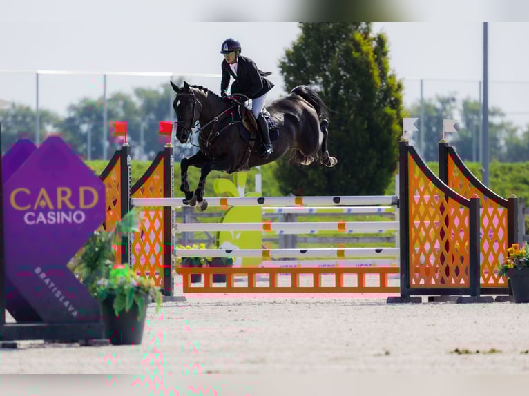 Westphalian Mare 8 years 16,2 hh Bay-Dark in Kronenberg