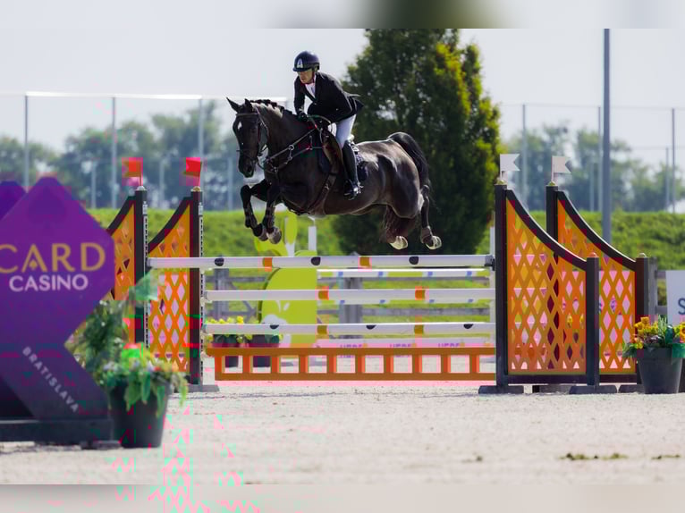Westphalian Mare 8 years 16,2 hh Bay-Dark in Kronenberg