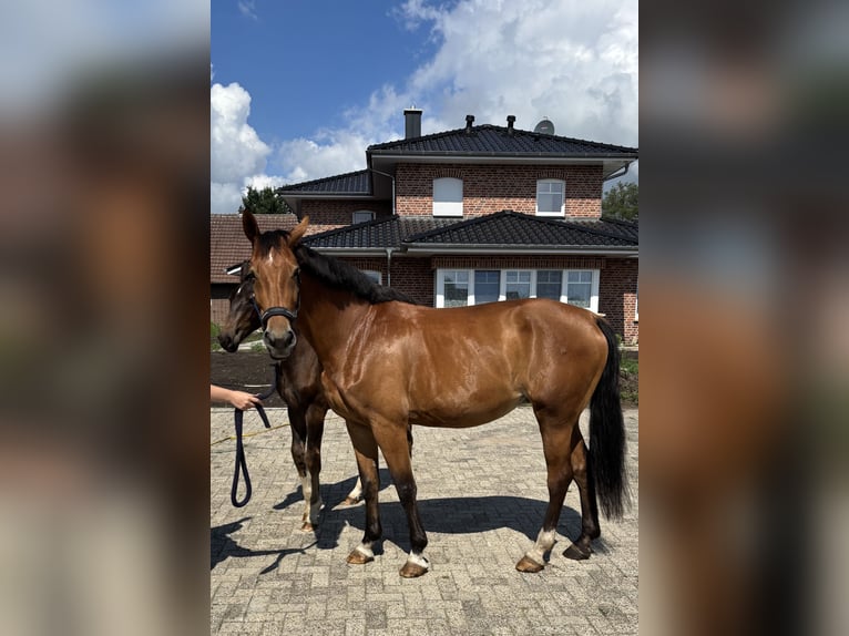 Westphalian Mare 8 years 16,2 hh Brown in Beesten