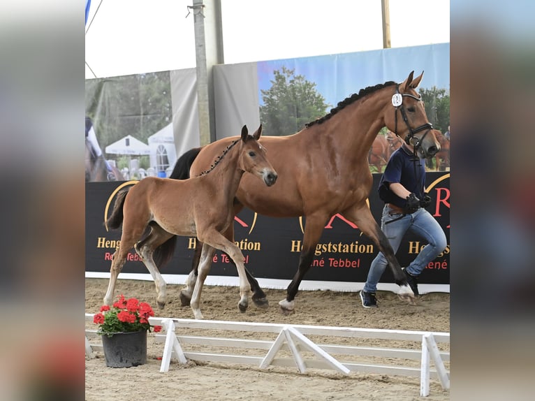Westphalian Mare 8 years 16,2 hh Brown in Beesten