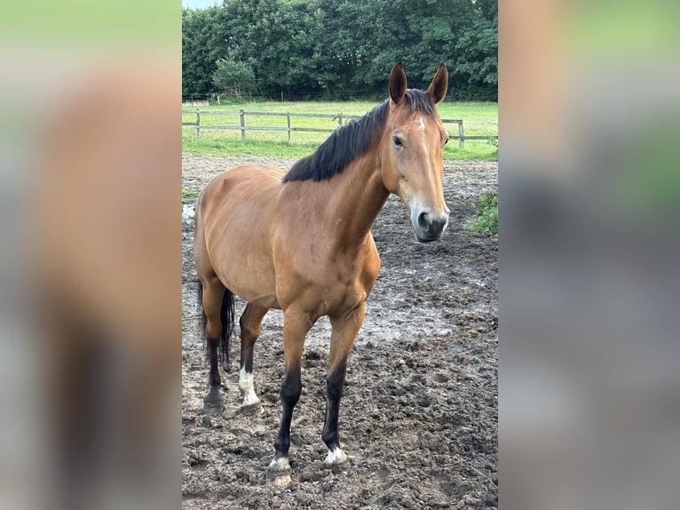 Westphalian Mare 8 years 16,2 hh Brown in Beesten