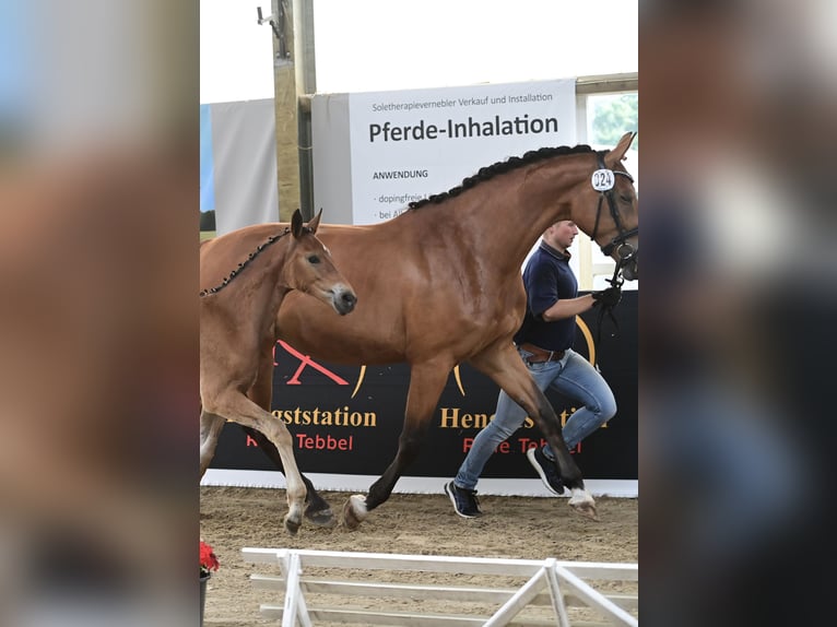 Westphalian Mare 8 years 16,2 hh Brown in Beesten