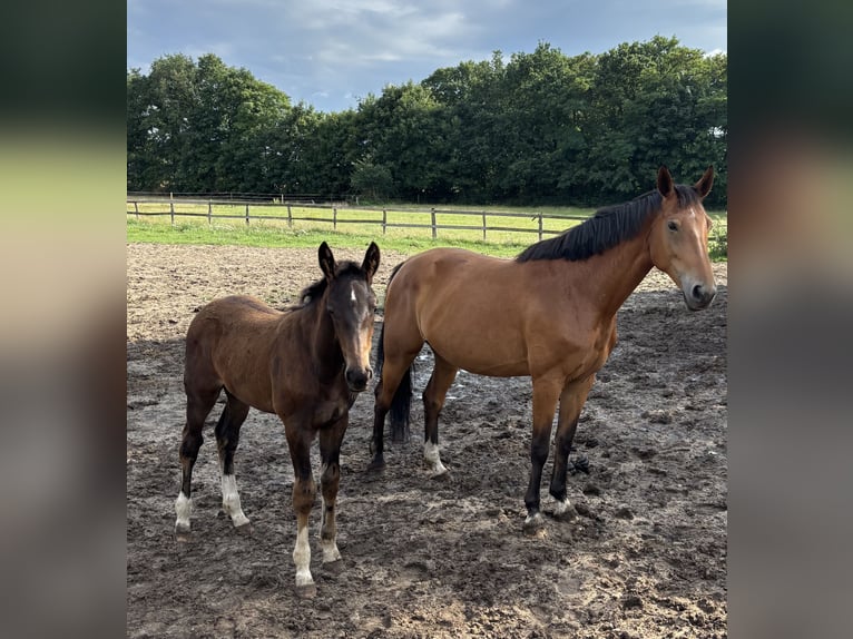 Westphalian Mare 8 years 16,2 hh Brown in Beesten