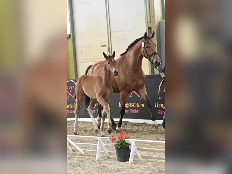 Westphalian Mare 8 years 16,2 hh Brown in Beesten