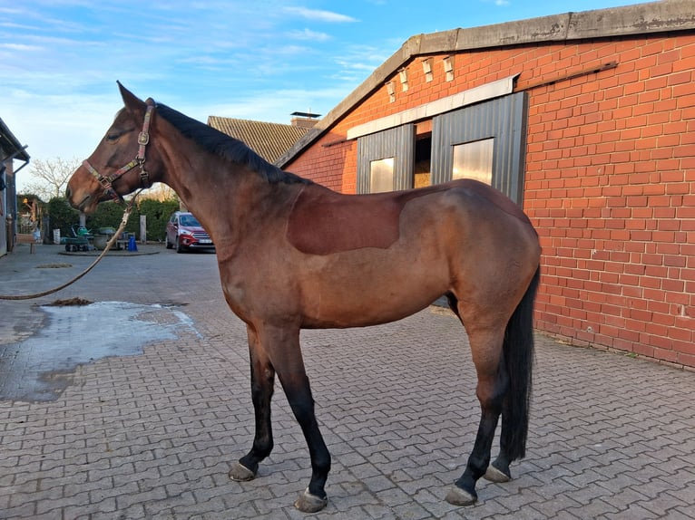 Westphalian Mare 8 years 16,2 hh Brown in Münster