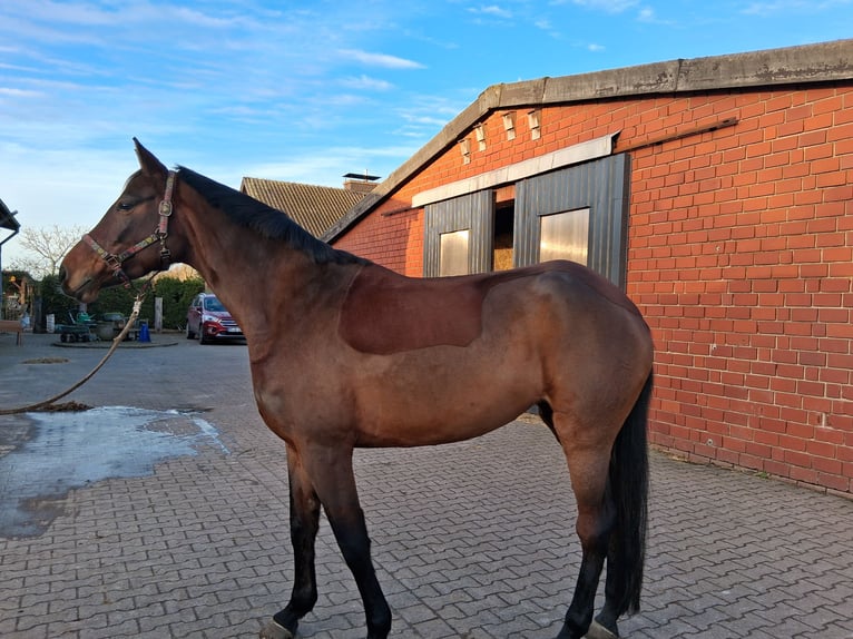 Westphalian Mare 8 years 16,2 hh Brown in Münster