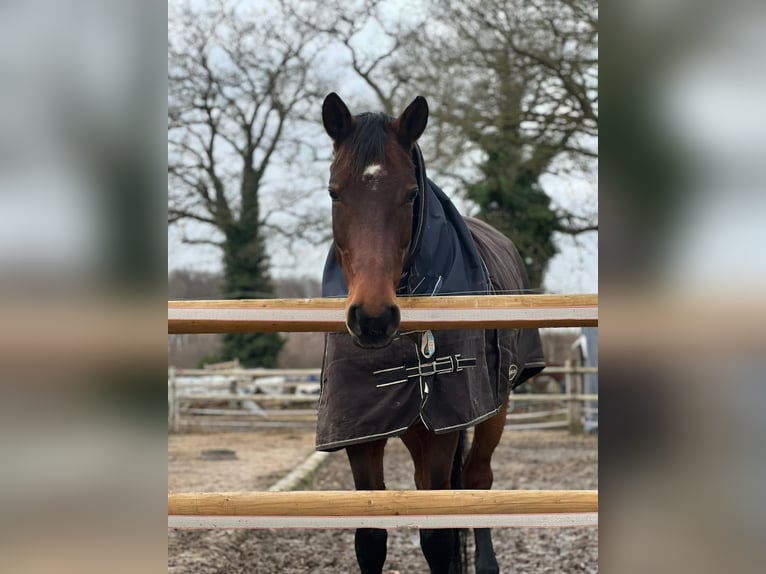 Westphalian Mare 8 years 16,2 hh Brown in Münster
