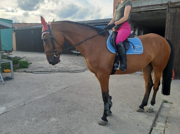 Westphalian Mare 8 years 16,2 hh Brown in Diemelstadt