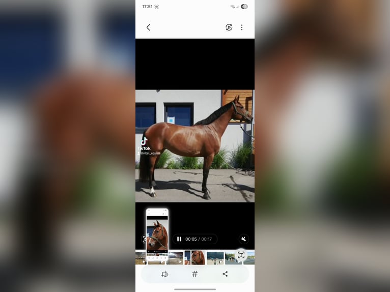 Westphalian Mare 8 years 16,2 hh Brown in Weiler-Simmerberg
