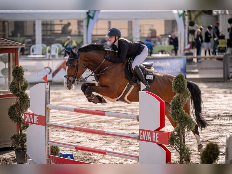 Westphalian Mare 8 years 17.2 hh Brown in Bottrop