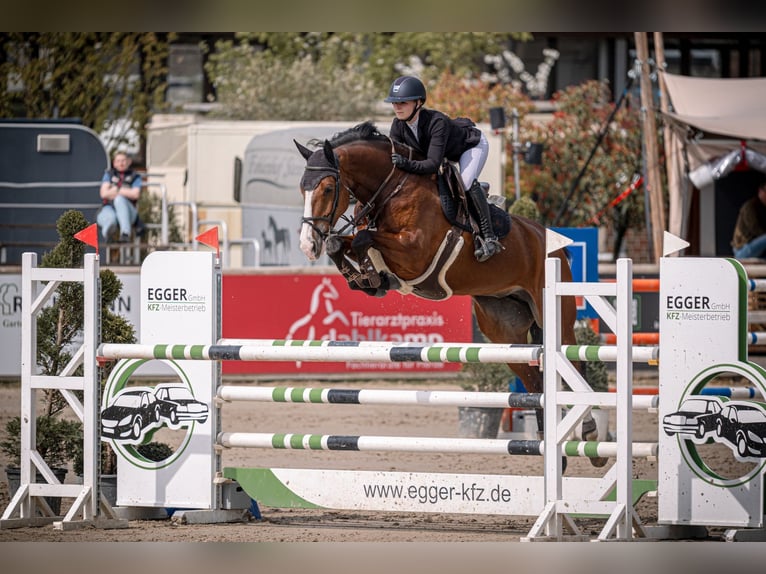 Westphalian Mare 8 years 17.2 hh Brown in Bottrop