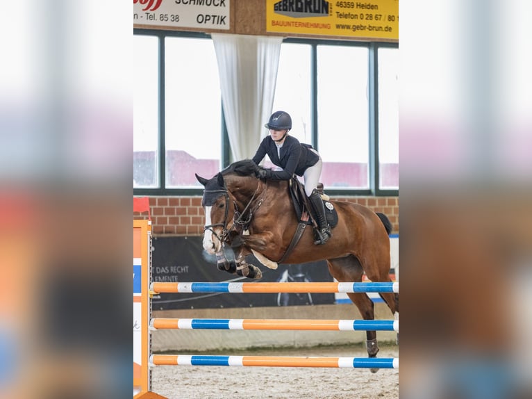 Westphalian Mare 8 years 17.2 hh Brown in Bottrop