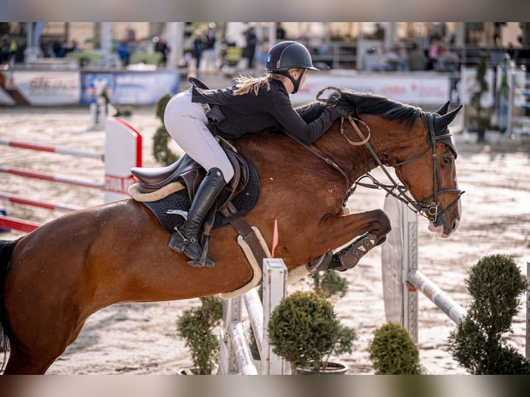 Westphalian Mare 8 years 17.2 hh Brown in Bottrop
