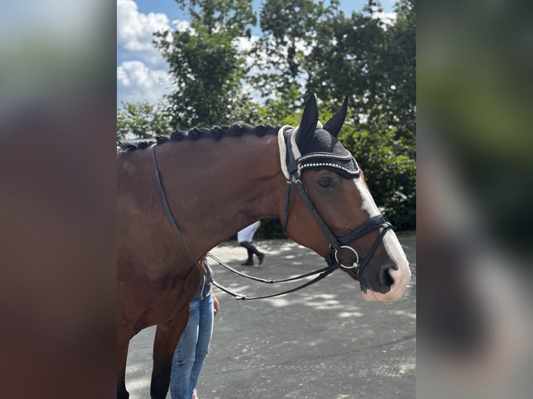 Westphalian Mare 8 years 17.2 hh Brown in Bottrop