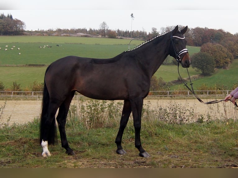 Westphalian Mare 8 years 17 hh Bay-Dark in Iserlohn