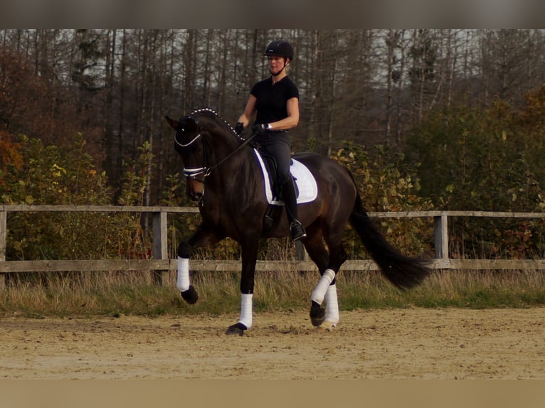 Westphalian Mare 8 years 17 hh Bay-Dark in Iserlohn